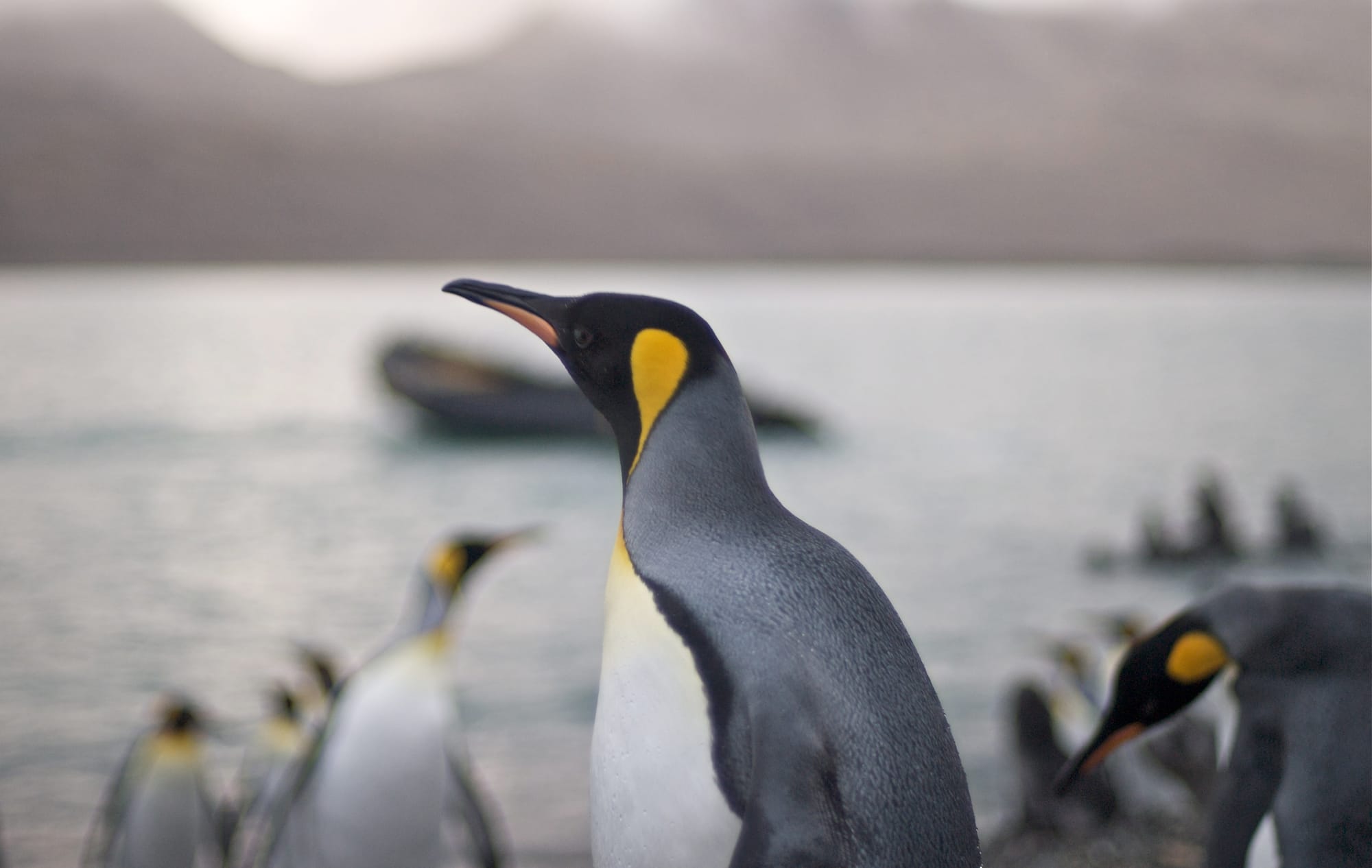 Tempted by Penguins: How do I get into Linux? Common Questions Answered