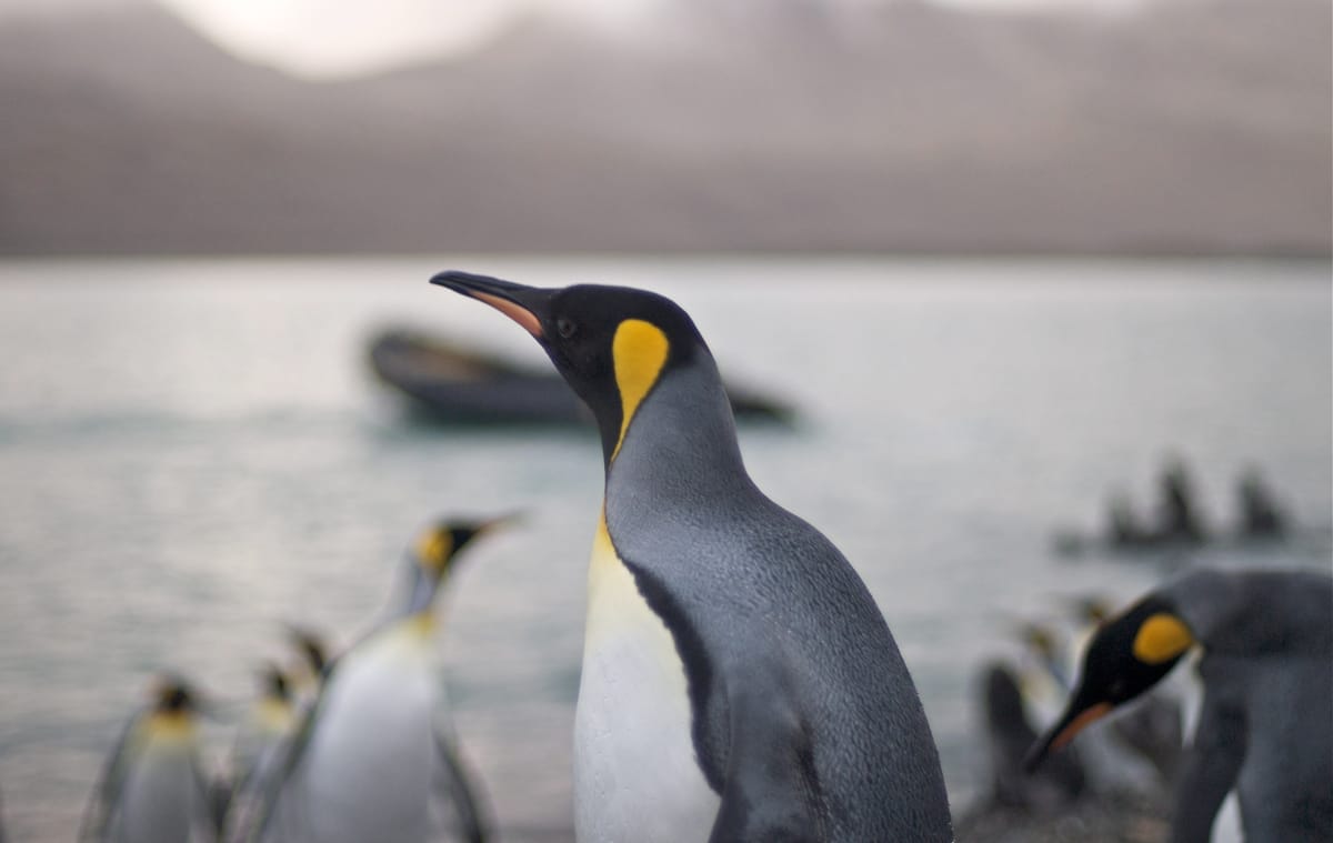A penguin looking into the distance, surrounded by others like them.