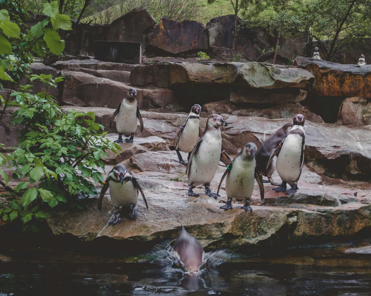 A bunch of penguins about to jump into the water.