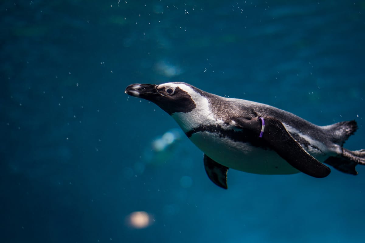 A penguin swimming under water.